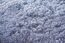 Forest of Beech trees (Fagus sylvatica) covered in frost, Velebit Mountains Nature Park, Croatia, April 2014.