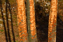 Beech trees (Fagus sylvatica) with bark gnawed by horses, Linden Tree Retreat & Ranch, Velika Plana, Velebit Mountains Nature Park, Croatia, April 2014.