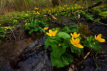 Marsh marigold / King's Cup (Caltha palustris) Linden Tree Retreat & Ranch, Velika Plana, Velebit Mountains Nature Park, Croatia, April 2014.