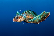 Loggerhead turtle (Caretta caretta) with small fish, Los Gigantes, South Tenerife, Canary Islands, Atlantic