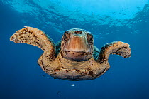 Loggerhead turtle (Caretta caretta) Los Gigantes, South Tenerife, Canary Islands, Atlantic