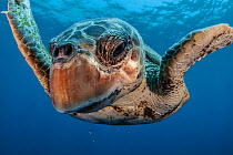 Loggerhead turtle (Caretta caretta) close up, Los Gigantes, South Tenerife, Canary Islands, Atlantic