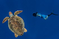 Loggerhead turtle (Caretta caretta) with diver, Los Gigantes, South Tenerife, Canary Islands, Atlantic