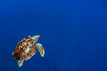 Loggerhead turtle (Caretta caretta) Santa Maria Island; Azores archipelago, Atlantic ocean