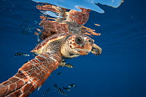 Loggerhead turtle (Caretta caretta) swimming near the surface, Balearic channel, Spain.
