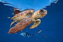 Loggerhead turtle (caretta caretta) swimming near the surface with Pilot fish. Balearic channel, Spain.