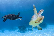 Male Green turtles (Chelonia mydas) inside lagoon, Europa Island, Eparse Islands / Scattered Islands in the Indian Ocean, Mozambique Channel, Indian Ocean.