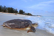 Green turtle (Chelonia mydas) returning at sea after egg laying in the beach, Europa Island, Eparse Islands / Scattered Islands in the Indian Ocean, Mozambique Channel, Indian Ocean.