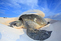 Green turtle (Chelonia mydas) covering with sand the eggs after laying them in the beach, Europa Island, Eparse Islands / Scattered Islands in the Indian Ocean, Mozambique Channel, Indian Ocean.