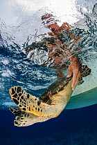 Juvenile Hawksbill turtle (Eretmochelys imbricata) released by biologist after being tagged, Cayman; Cayman Islands Archipelago.