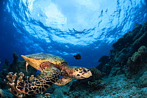 Hawksbill turtle (Eretmochelys imbricata) swimming over de reef, Mayotte Island, Comores, Indian Ocean.