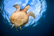 Green turtle (Chelonia mydas) from underneath swimming through the surface, Mayotte Island, Comores, Indian Ocean.