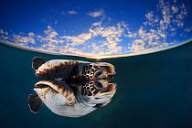 Juvenile green turtle (Chelonia mydas) reflected in the surface of the window with Snell's window affect, Fakarava atoll inside lagoon at sunset, Tuamotu archipelago, French Polynesia; Pacific Ocean