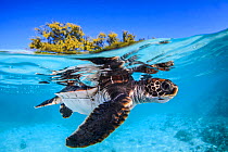 Juvenile Green turtle (Chelonia mydas) swimming near the surface, split level view, Fakarava atoll lagoon, Tuamotu Archipelago, French Polynesia, Pacific Ocean.