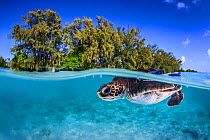 Juvenile Green turtle (Chelonia mydas) swimming near the surface, split level view, Fakarava atoll lagoon, Tuamotu Archipelago, French Polynesia, Pacific Ocean.