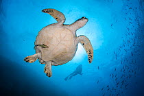 Green Turtle (Chelonia mydas) from underneath with diver in the background, Sulawesi, Indonesia, Indian Ocean.