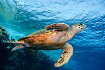 Hawksbill turtle (Eretmochelys imbricata) swimming over reef, Red Sea, Egypt