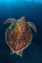Juvenile Green Turtle (Chelonia mydas) Armenime cove, South Tenerife, Canary Island, Atlantic Ocean