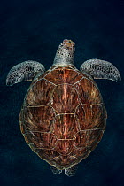 Juvenile Green turtle (Chelonia mydas) Armenime cove, South Tenerife, Canary Island, Atlantic Ocean