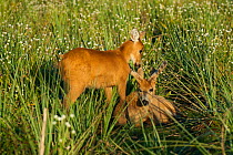 Marsh deer (Blastocerus dichotomus)  male and female Ibera Marshes, Corrientes Province, Argentina