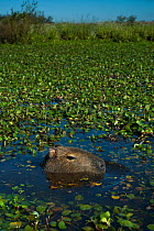 Capybara (Hydrochoerus hydrochaeris) in Ibera Marshes, Corrientes Province, Argentina