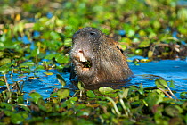 Capybara (Hydrochoerus hydrochaeris) feeding in water, Ibera Marshes, Corrientes Province, Argentina