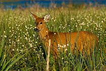 Marsh deer (Blastocerus dichotomus) female. Ibera Marshes, Corrientes Province, Argentina