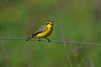 Yellow-browned tyrant   (Strapa icterophrys) on wire, Ibera Marshes Corrientes Province, Argentina