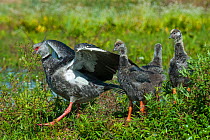 Southern screamer (Chauna torquata) leading chicks on ground, Ibera Marshes, Corrientes Province, Argentina