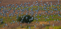 Wilson's phalarope (Phalaropus tricolor) flock in flight,  La Pampa-Argentina