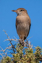 Lesser shrike-tyrant (Agriornis murinus) La Pampa-Argentina