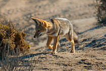 Argentine grey fox (Pseudalopex griseus) Peninsula Valdez, Chubut, Patagonia, Argentina