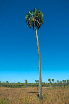 Yatay palm / jelly palm (Batia yatay) El palmar National Park , Entre Rios Province, Argentina