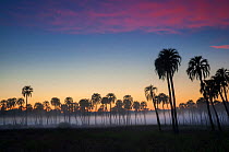 Yatay palm / jelly palm   (sygrus yatay) trees silhouetted at sunset, El palmar National Park , Entre Rios Province, Argentina
