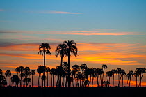 Yatay palm / jelly palm (Batia yatay) trees silhouetted at sunset, El palmar National Park , Entre Rios Province, Argentina
