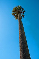 RF- Yatay palm / jelly palm (Batia yatay) tree, El Palmar National Park, Entre Rios Province, Argentina.