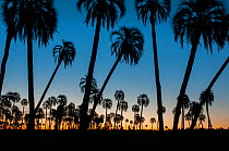 Yatay palm / jelly palm (Batia yatay) trees silhouetted at sunset, El Palmar National Park, Entre Rios Province, Argentina