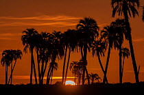 Yatay palm / jelly palm (Batia yatay) trees at sunset, El palmar National Park, Entre Rios Province, Argentina