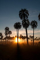 Yatay palm / jelly palm   (Batia yatay) silhouetted at sunset, El Palmar National Park , Entre Rios Province, Argentina