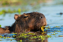 Capybara (Hydrochoerus hydrochaeris)  Ibera Marshes, Corrientes Province, Argentina