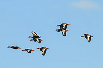 Black-bellied whistling ducks (Dendrocygna autumnalis) group in flight, Ibera Marshes, Corrientes Province, Argentina.