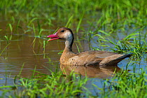 Brazilian duck   (Amazonetta brasiliensis) male Ibera Marshes, Corrientes Province, Argentina