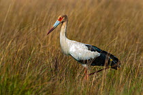 Maguari stork (Ciconia maguari)  Ibera Marshes, Corrientes Province, Argentina