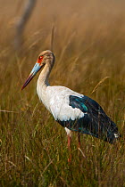 Maguari stork (Ciconia maguari)  Ibera Marshes, Corrientes Province, Argentina
