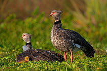 Southern screamer (Chauna torquata) adults with chick.  Ibera Marshes, Corrientes Province, Argentina