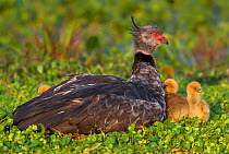 Southern screamer (Chauna torquata) with chicks on ground,  Ibera Marshes, Corrientes Province, Argentina