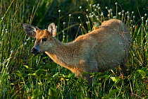 Marsh deer (Blastocerus dichotomus)  Ibera Marshes, Corrientes Province, Argentina