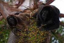 Black howler monkey (Alouattacaraya) male and female in tree, Ibera Marshes, Corrientes Province, Argentina