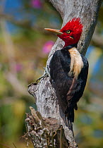 Cream-backed woodpecker (Campephilus leucopogon) Ibera Marshes, Corrientes Province, Argentina