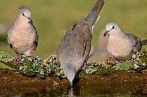 Picui ground dove (Columbina picui) three, one drinking, Calden forest, La Pampa, Argentina